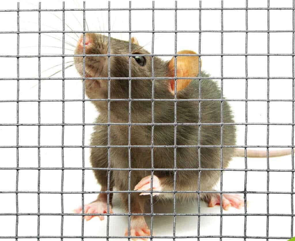 Rat Net