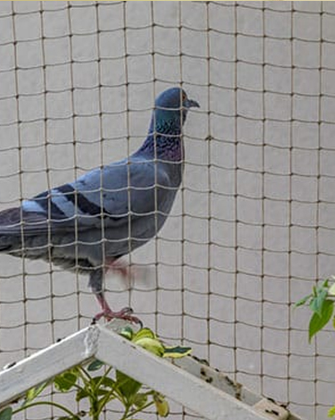 Pigeon Net
